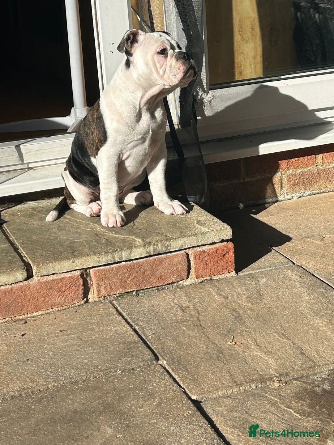Olde English Bulldogge dogs for sale: LAST BABY GIRL both jabs microchipped pricedrop - Image 2