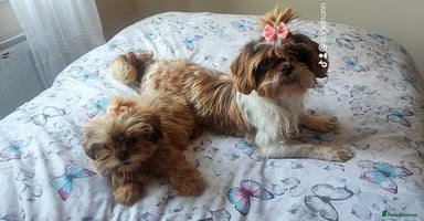 Shih Tzu dogs - Advert 5