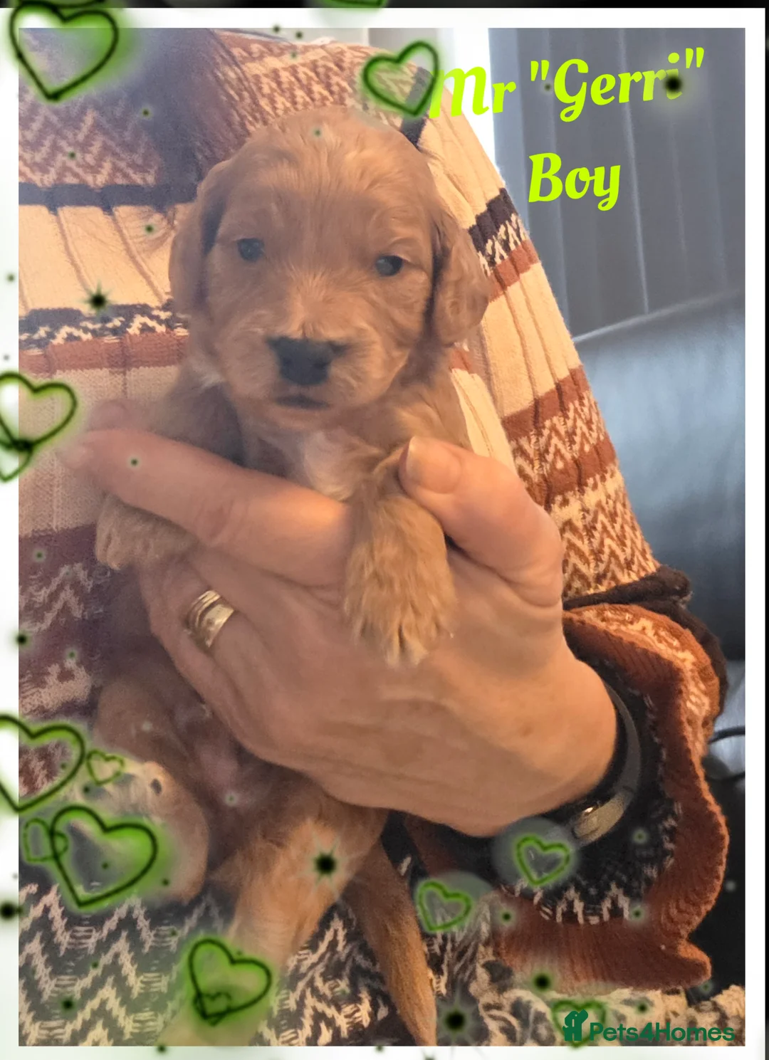 Cockapoo dogs for sale: Adorable Cockerpoo Teddy Bears - Advert 10