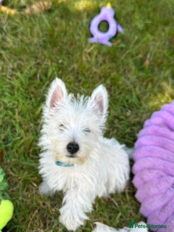West Highland Terrier dogs - Advert 2