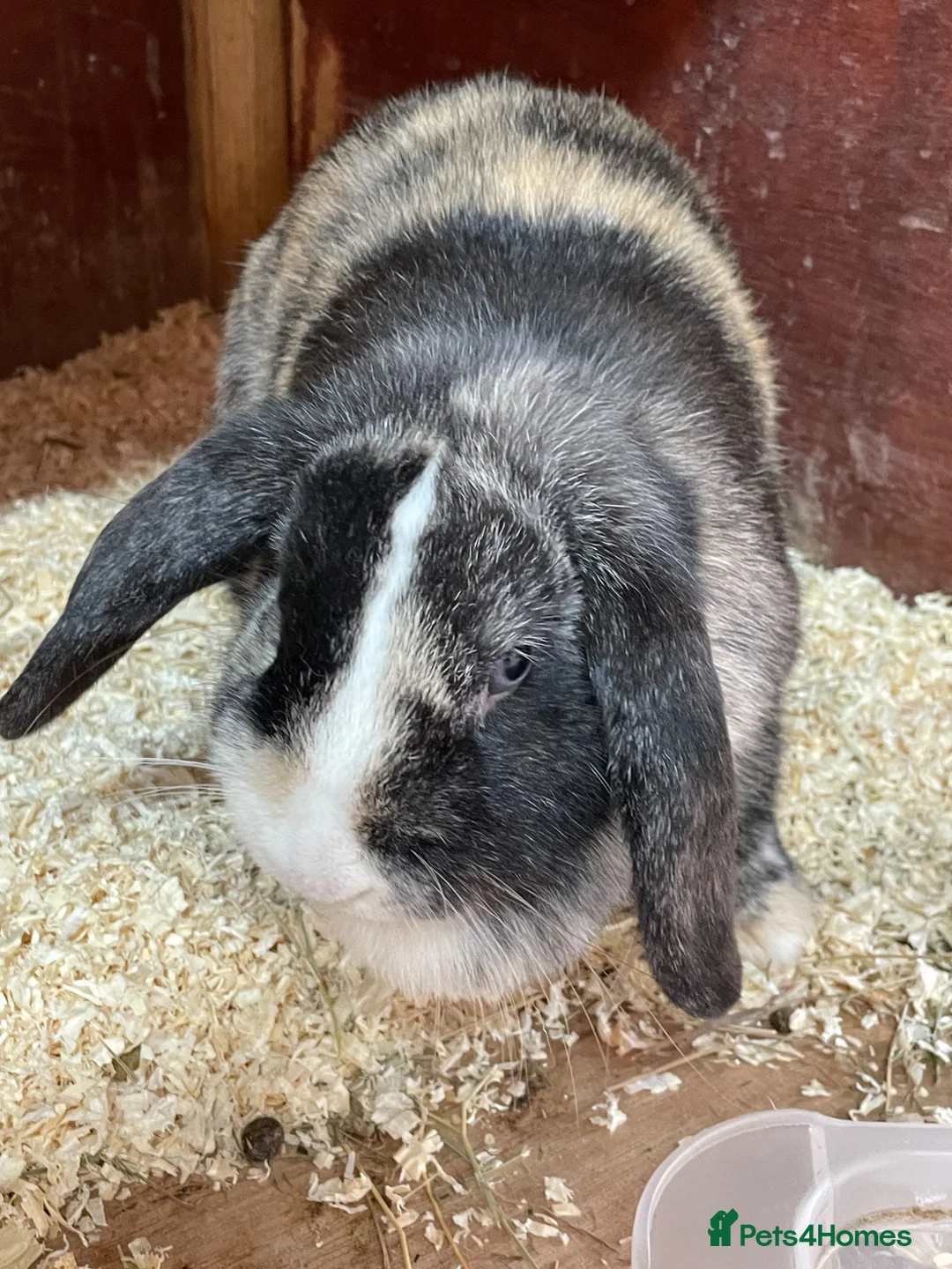 Mini Lop rabbits for sale: Beautiful mini lop babies - Advert 13
