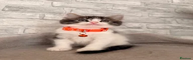🧡 kitten 3