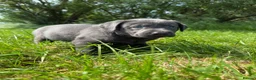 Labrador Retriever dogs for sale: RARE Stunning Silver & Charcoal Labrador Boy pups - Advert 6