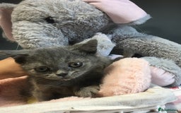 British Shorthair cats for sale: Stunning fluffy kittens  - Image 31