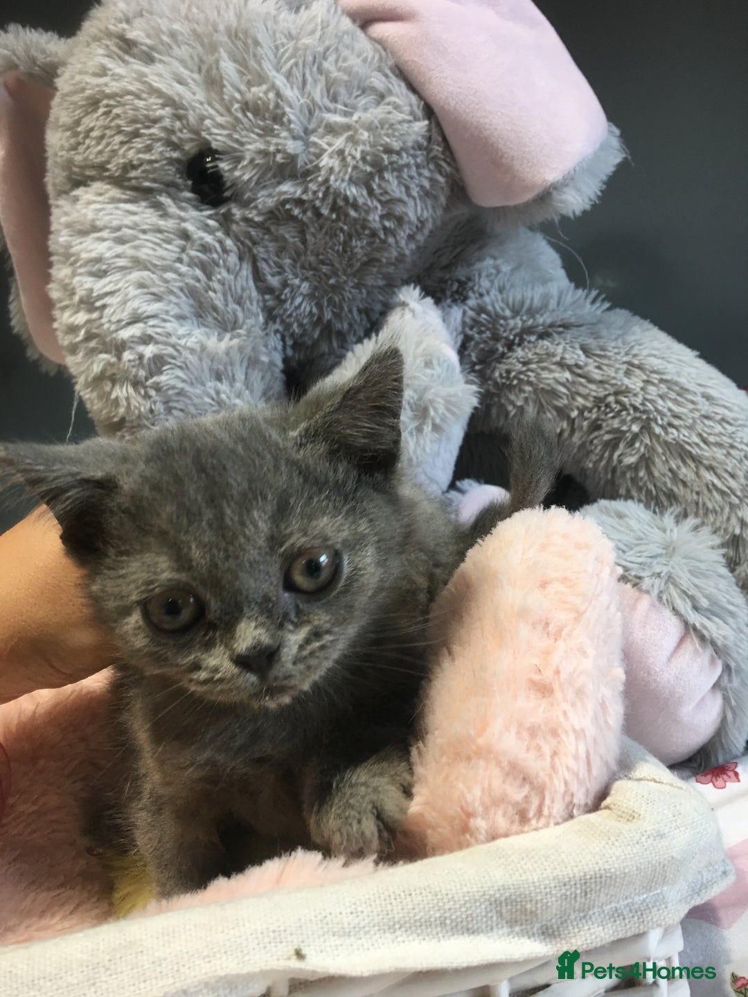 British Shorthair cats for sale: Stunning fluffy kittens  - Image 31