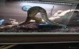 Python Snake reptiles for sale: Ball pythons plus equipment  - Image 3