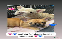 French Bulldog dogs for sale:  French bulldogs from £850 to £1700 in Liverpool - Image 9