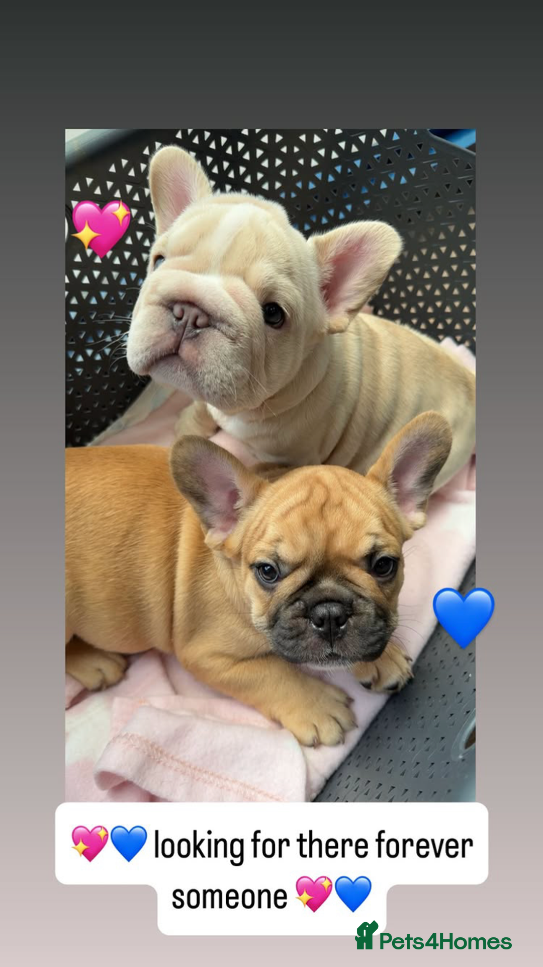 French Bulldog dogs for sale:  French bulldogs from £850 to £1700 in Liverpool - Image 9