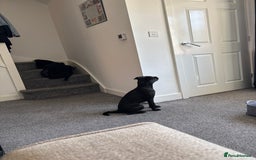 Patterdale Terrier dogs for sale: Patterdale terrier  - Image 6