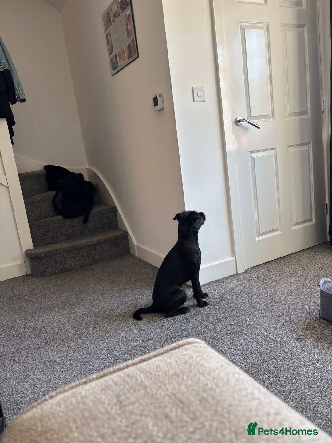 Patterdale Terrier dogs for sale: Patterdale terrier  - Image 6
