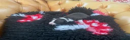 Italian Greyhound dogs for sale: Gorgeous Italian greyhound puppies  - Advert 19