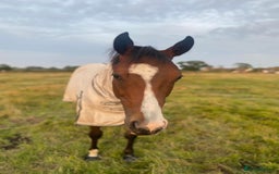 English Thoroughbred horses for sale: Companion  - Image 1