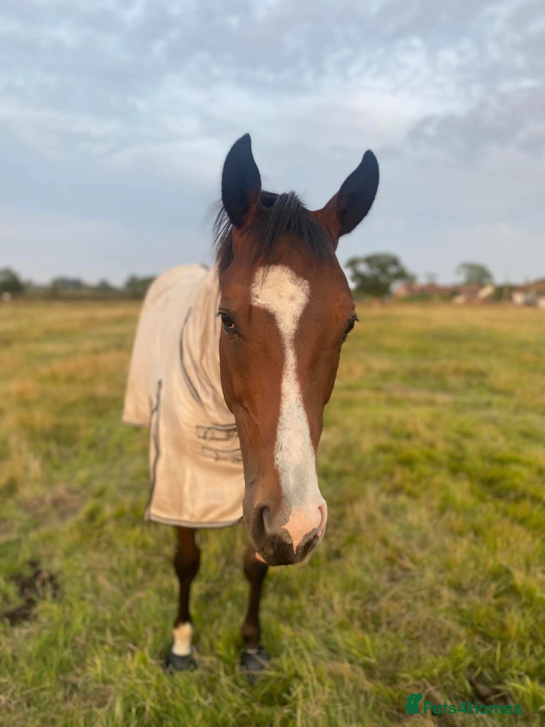 English Thoroughbred horses for sale: Companion  - Image 1