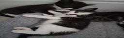 Mixed Breed cats for sale: Litter of 5 kittens - Advert 14