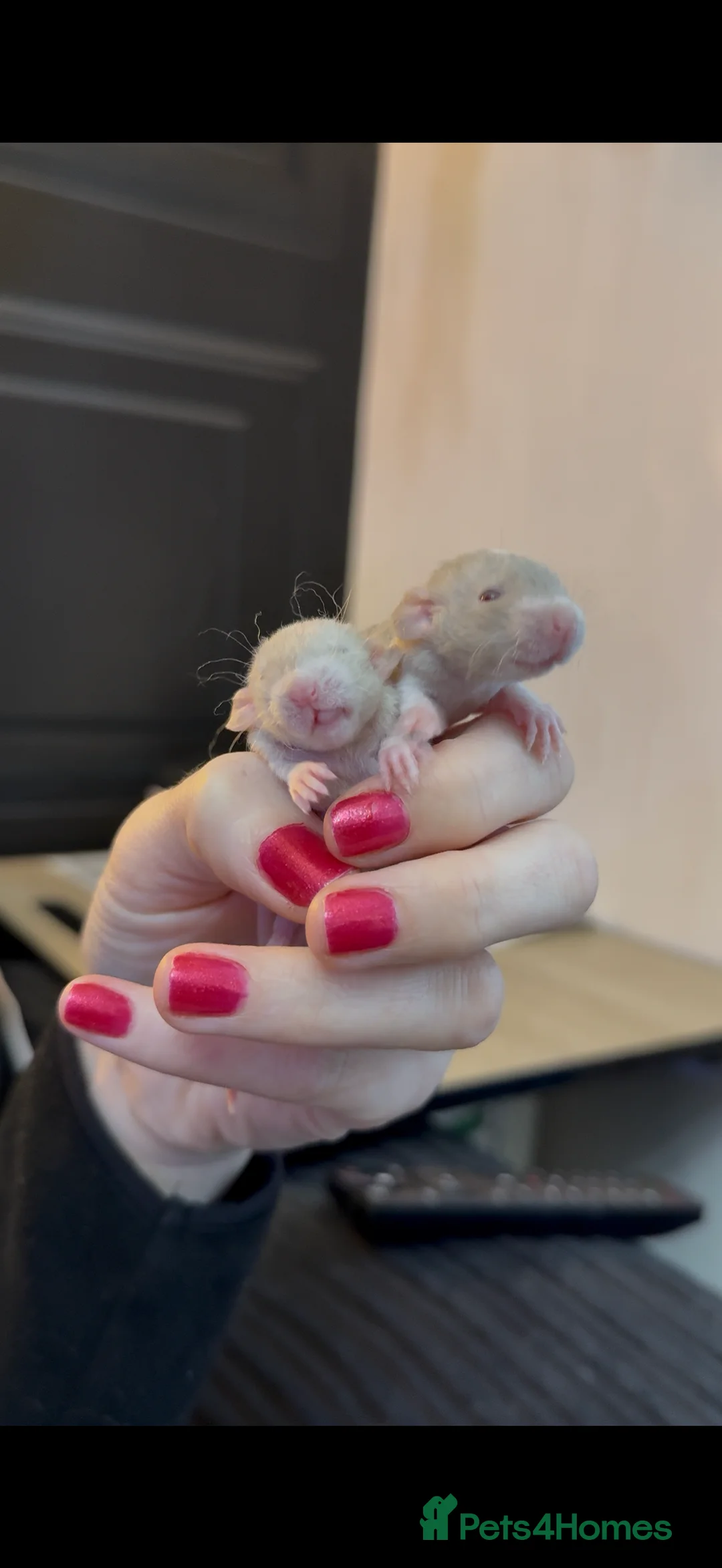 Rat rodents for sale: Baby rats looking for loving homes  - Advert 9