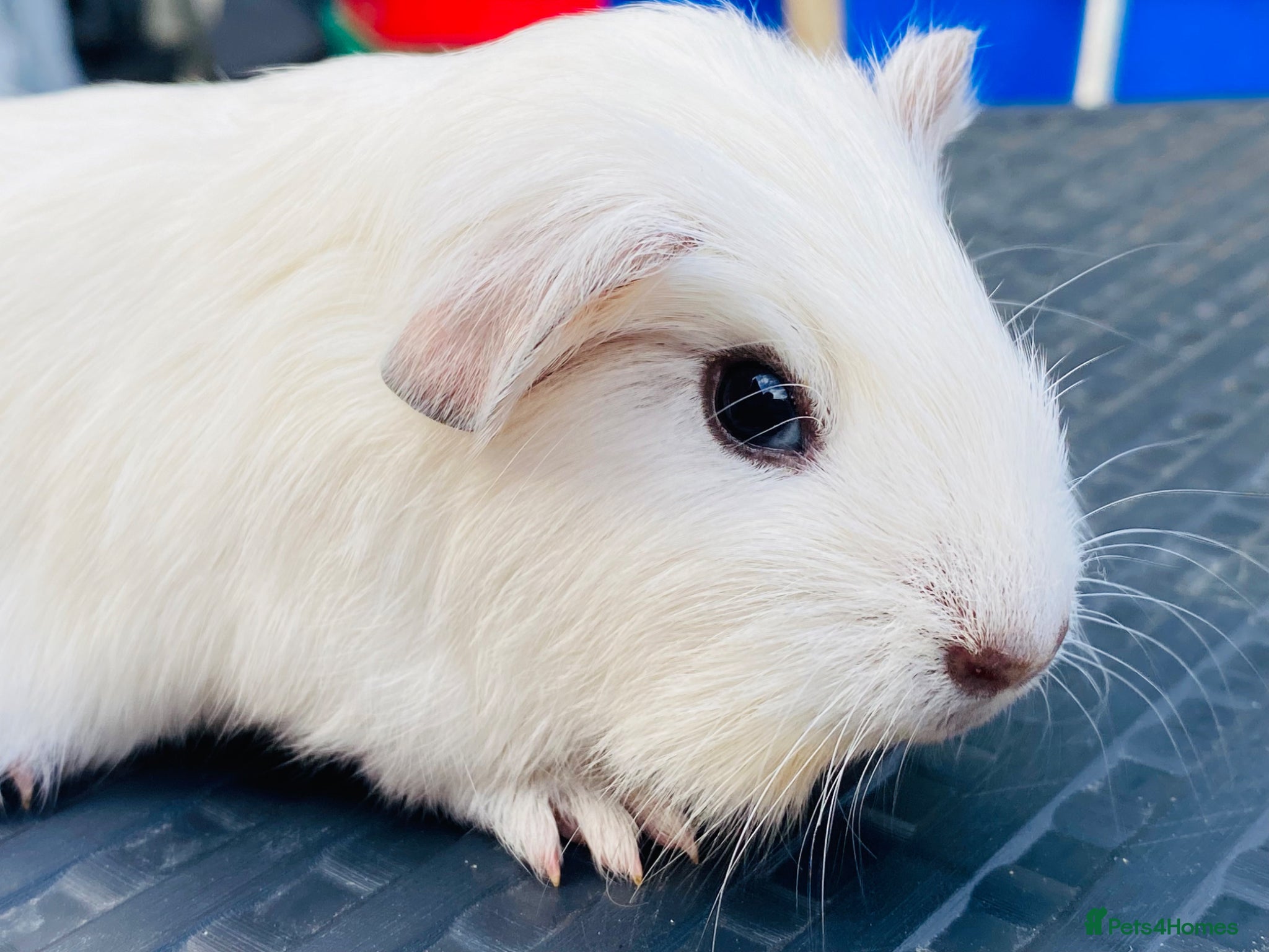 Guinea Pig rodents Mix of baby boy Guineapigs available to reserve  - Advert 15