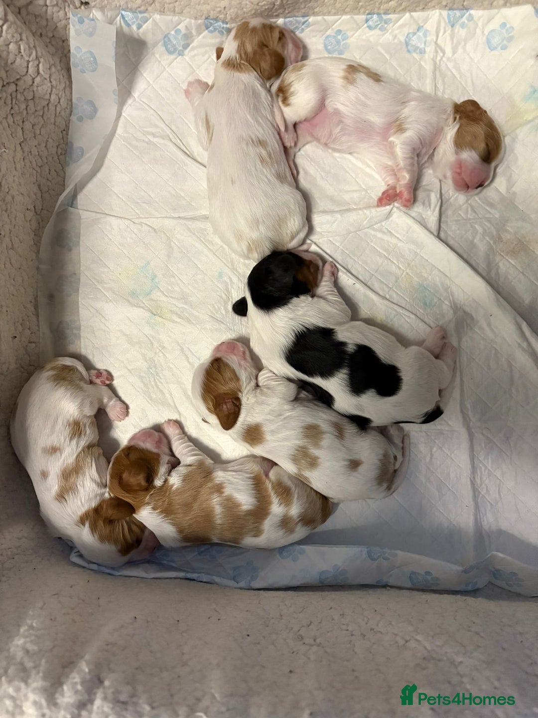 Cavalier King Charles Spaniel dogs for sale: Beautiful Blenheim King Charles spaniel pups   - Image 7
