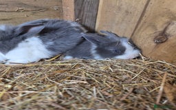 Mini Lion Lop rabbits for sale: Mixed breeds of rabbits - Image 3