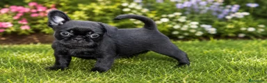 Mixed Breed 3