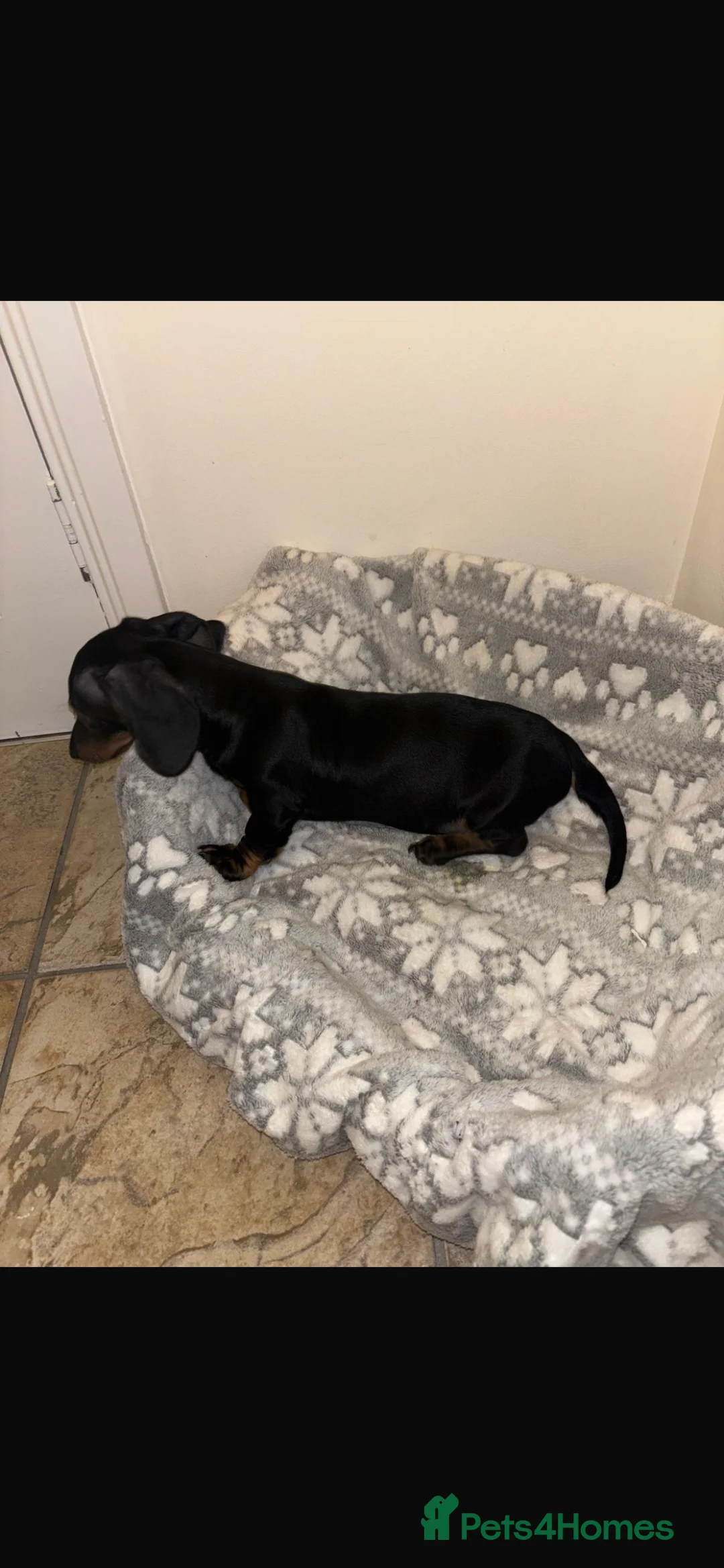 Miniature Dachshund dogs for sale: Looking for forever home  - Advert 6