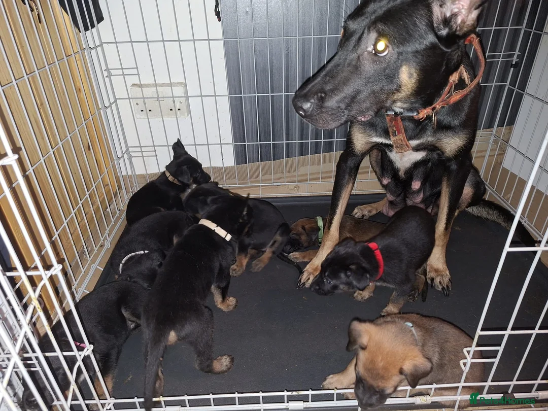 Belgian Shepherd Dog dogs for sale: Mechelse Herder Puppies For Sale - Advert 2