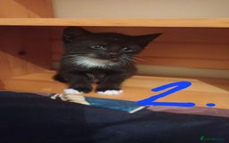 Turkish Angora cats for sale: Kitten 😺  - Image 8