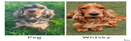 Cocker Spaniel dogs for sale: Gorgeous boy, ready now! KC Cocker Spaniel  - Advert 6