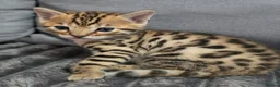 Bengal cats for sale: Waiting list open for kittens 2026-expecting 27.01 - Advert 7