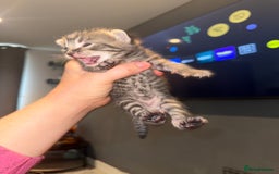 Mixed Breed cats for sale: Mixed kittens.  - Image 9