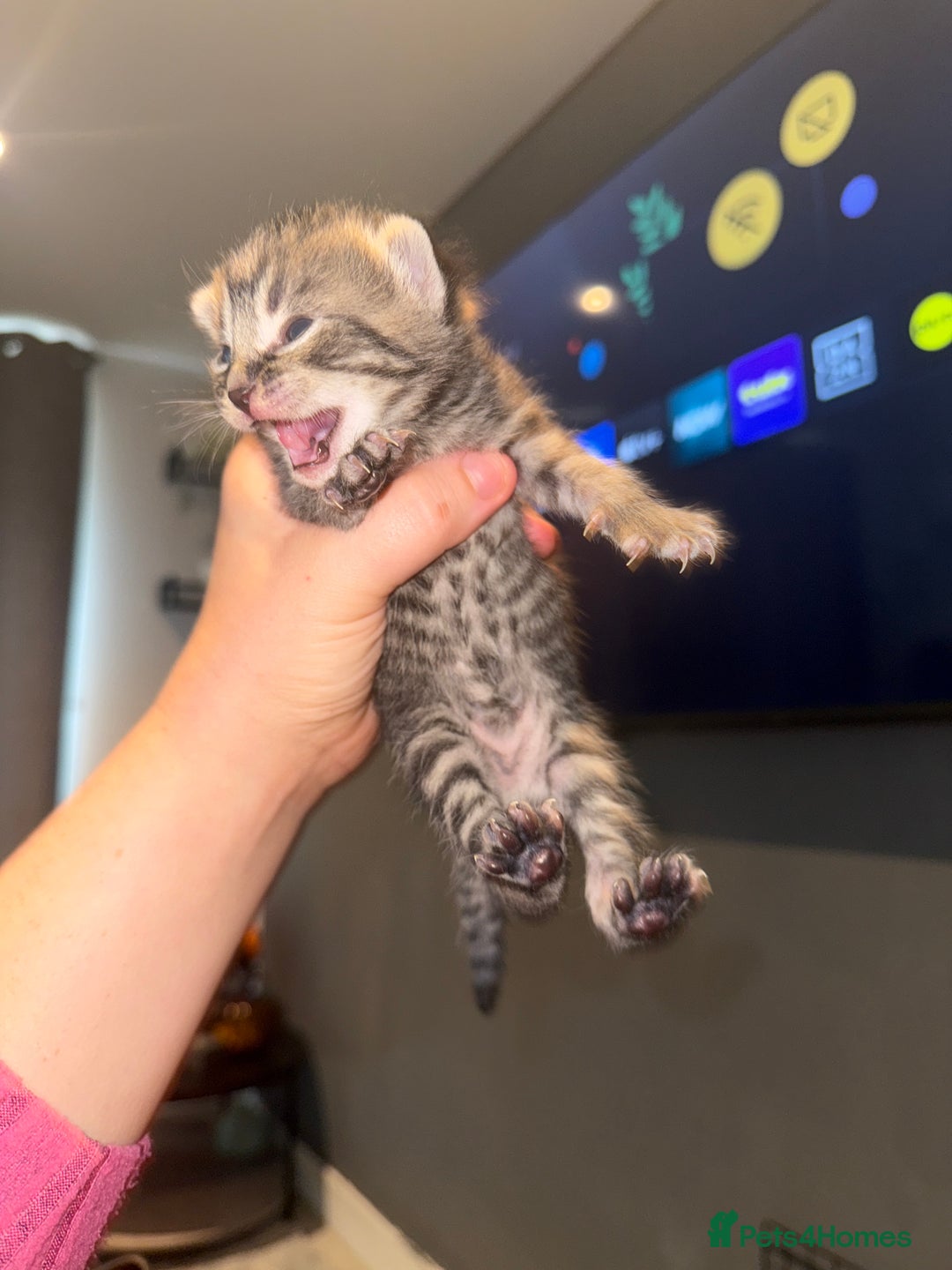 Mixed Breed cats for sale: Mixed kittens.  - Image 9