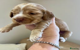 Cocker Spaniel dogs for sale: 4⭐️Licensed KC Reg English Show Cocker Spaniel - Image 23