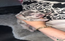 French Bulldog dogs for sale: French bulldog puppies - Image 3