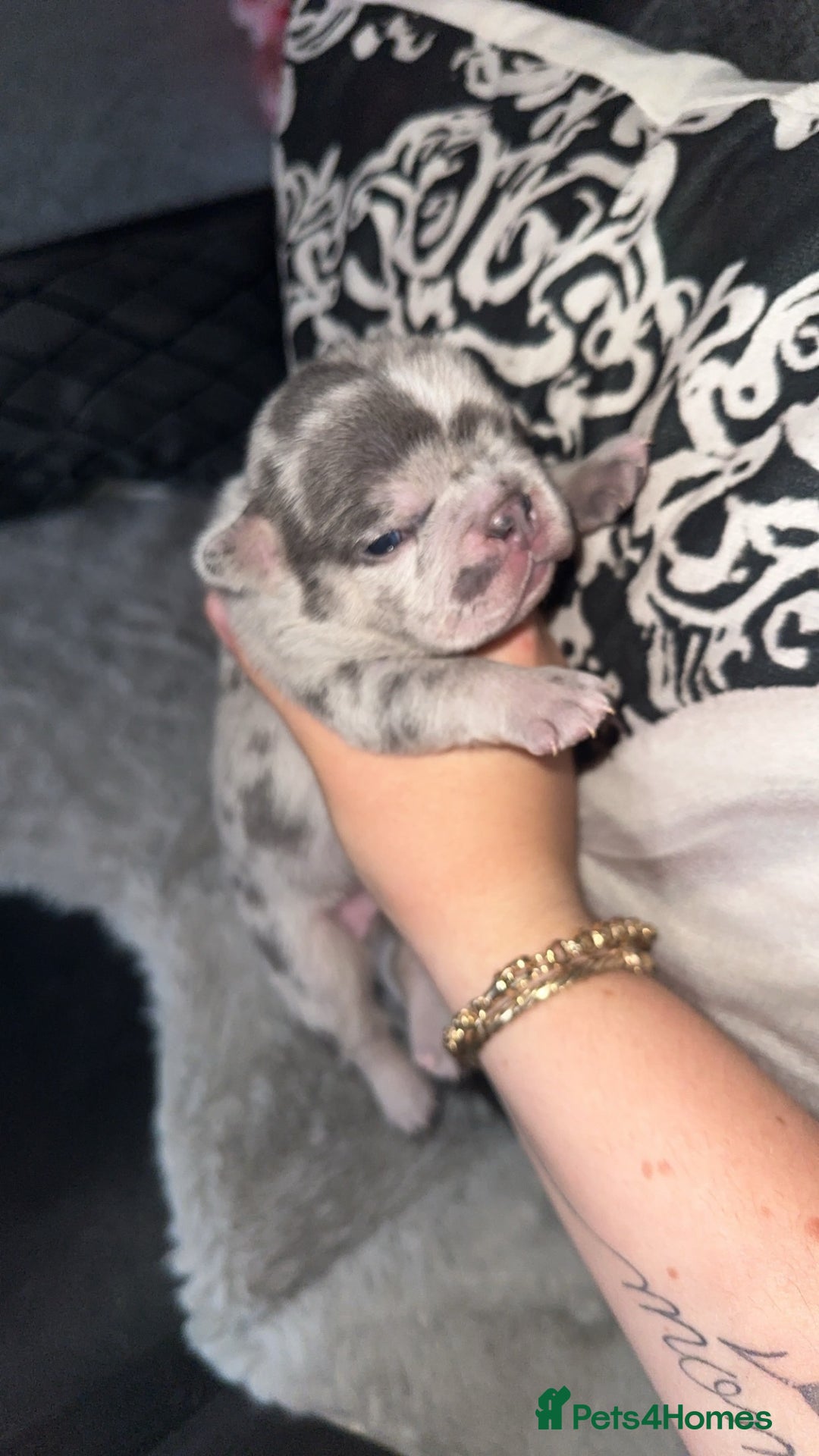 French Bulldog dogs for sale: French bulldog puppies - Image 3