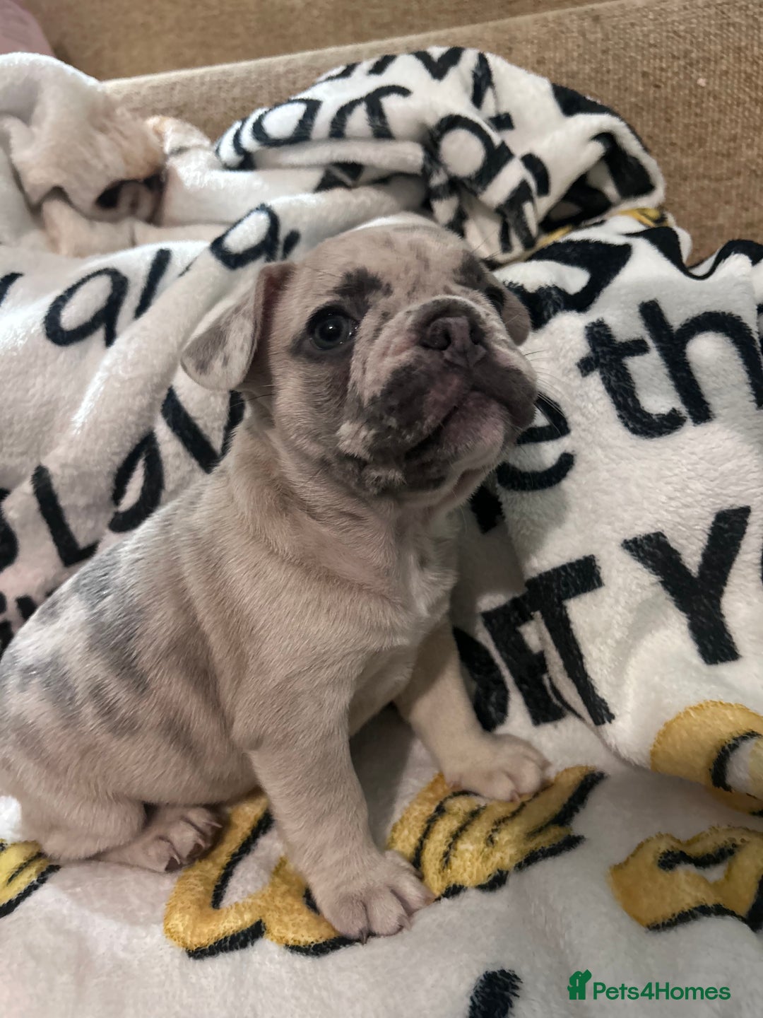 French Bulldog dogs for sale: French Bull Dog Puppies Bitches - Advert 2