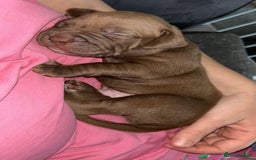 American Bully dogs for sale: Female American bully  - Image 20