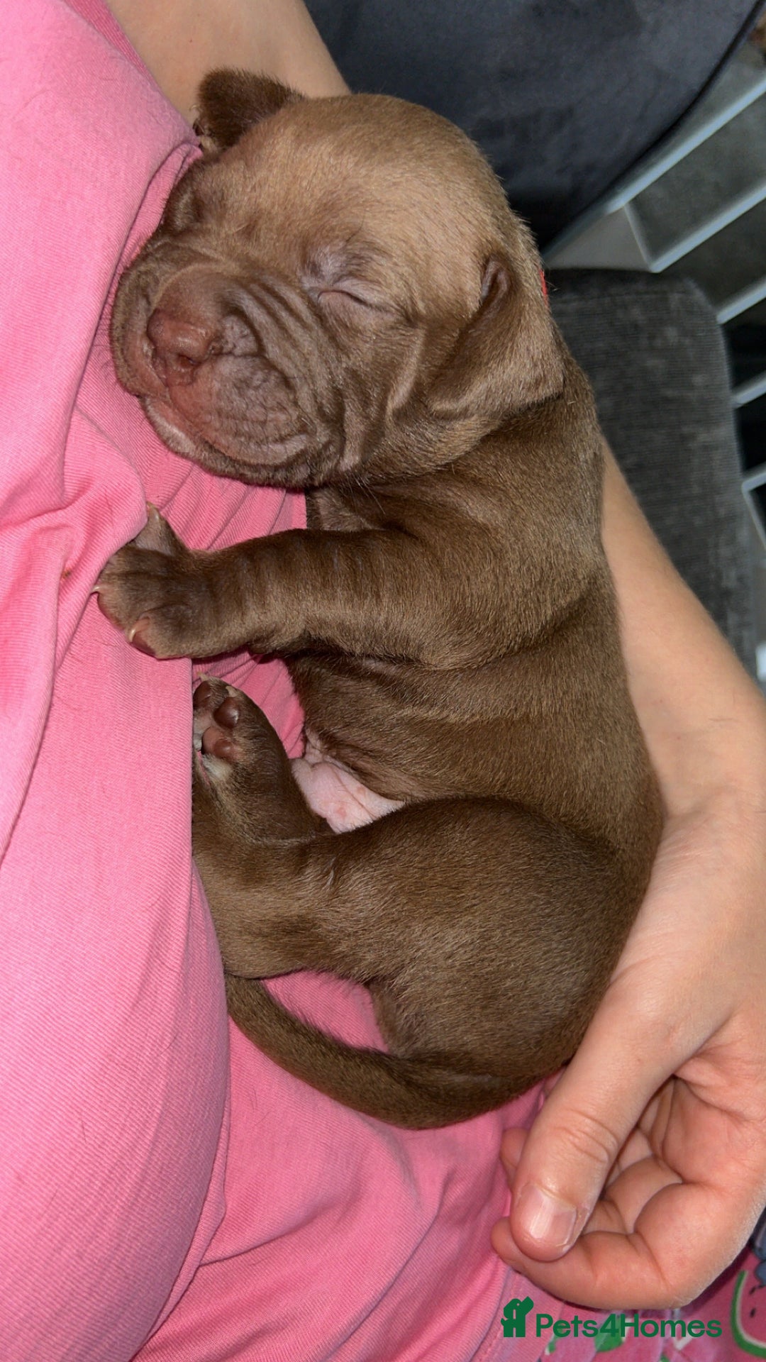 American Bully dogs for sale: Female American bully  - Image 20