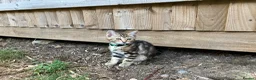 Bengal cats for sale: Two gorgeous bengal boys left READY NOW - Advert 11
