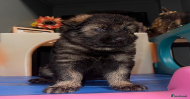 German Shepherd dogs German shepherd puppies  - Advert 1