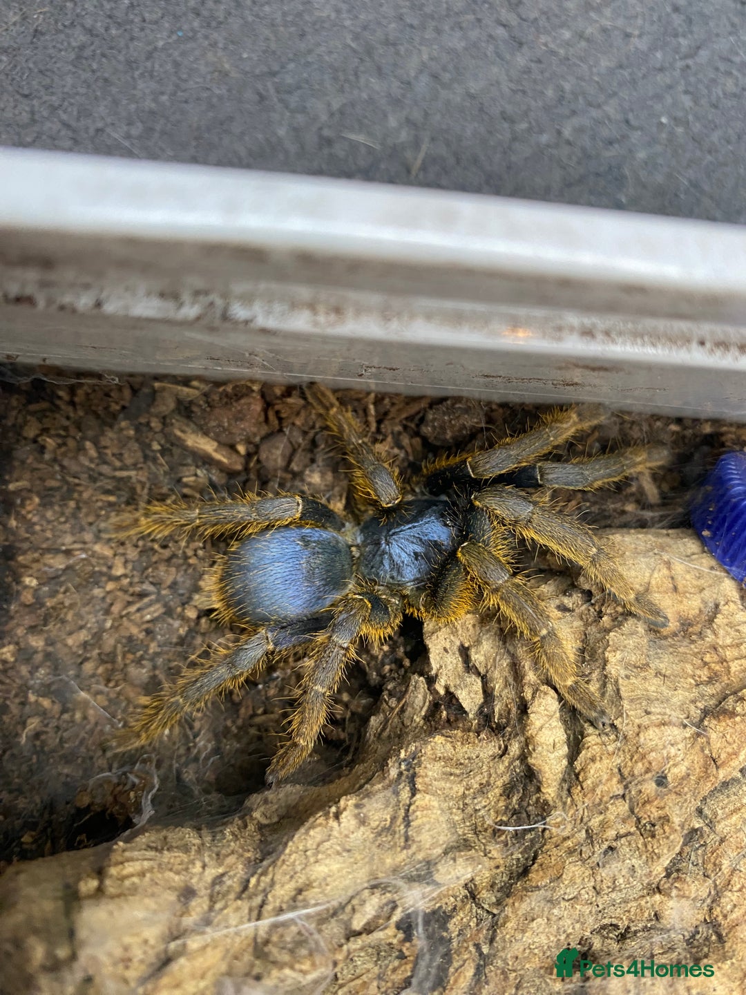 Mixed Breed invertebrates for sale: Tarantulas And Millipedes  - Image 1