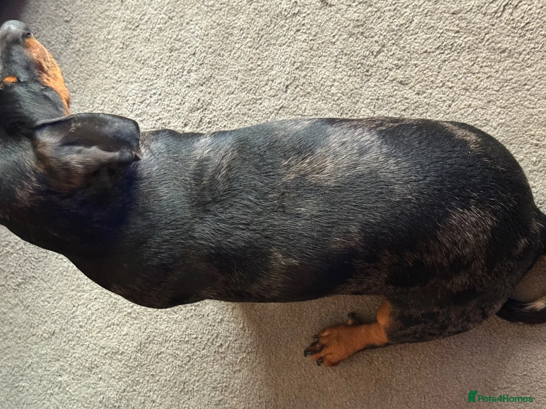 Dachshund dogs for stud: Male Dachshund for stud in Saltburn-by-the-Sea - Advert 3