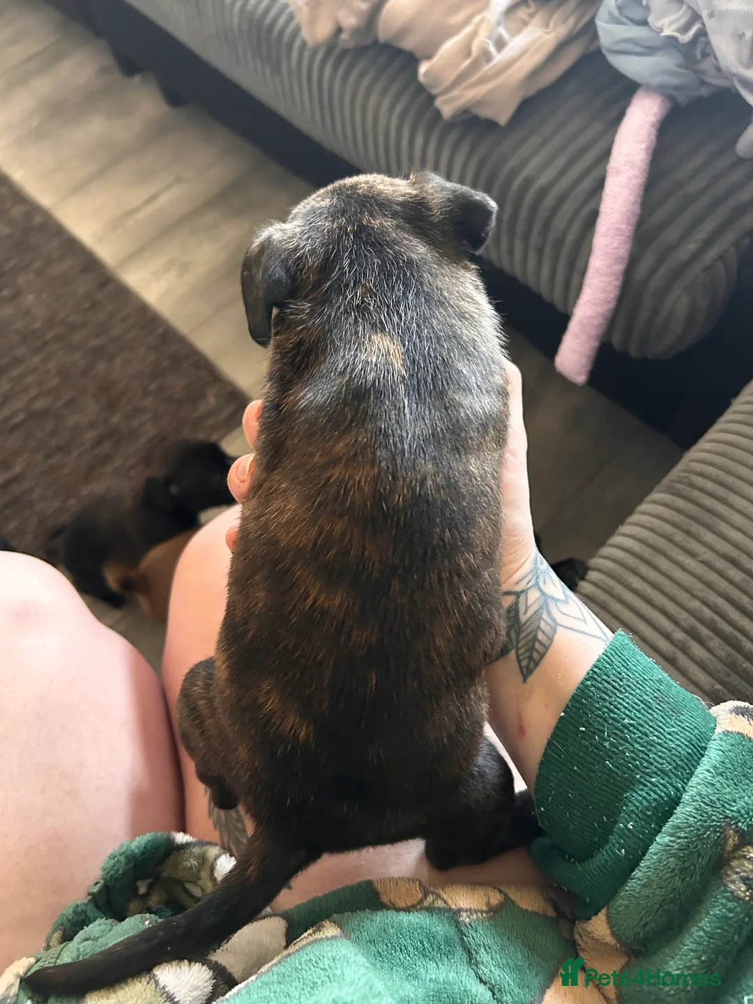 Mixed Breed dogs for sale: 5 beautiful pups FrenchieXcollie X staffie 4G, 1B - Advert 13