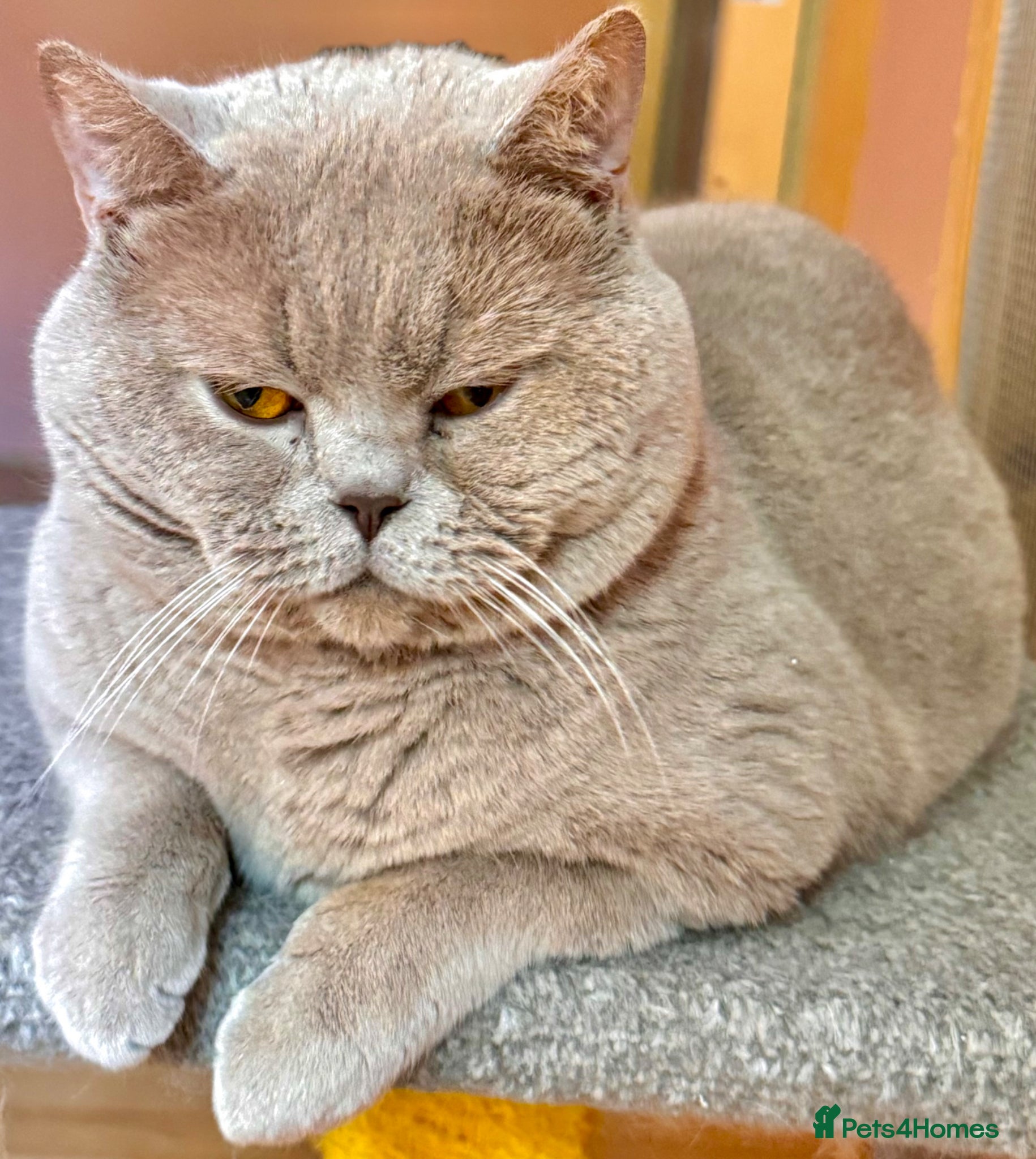 British Shorthair cats Stunning lilac boy for stud, active GCCF andTICA! - Advert 10