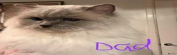 Ragdoll cats for sale: Beautiful Ragdolls Looking For Their Forever Home - Advert 13