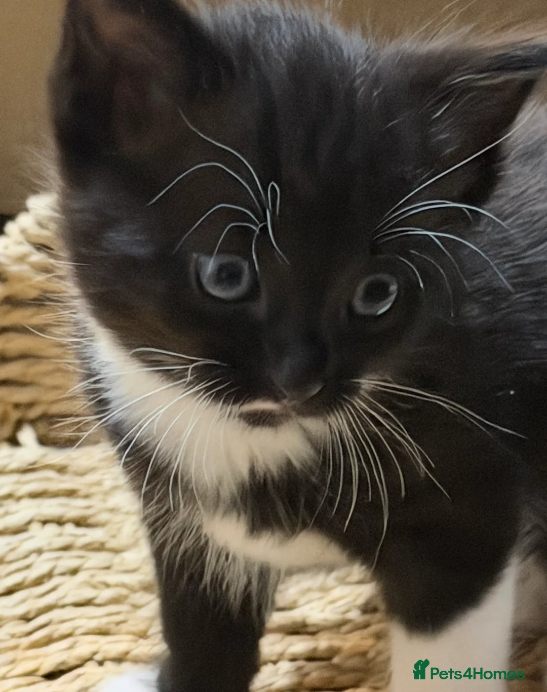 Mixed Breed cats for sale: Gorgeous little long haired boy kitten. - Advert 2