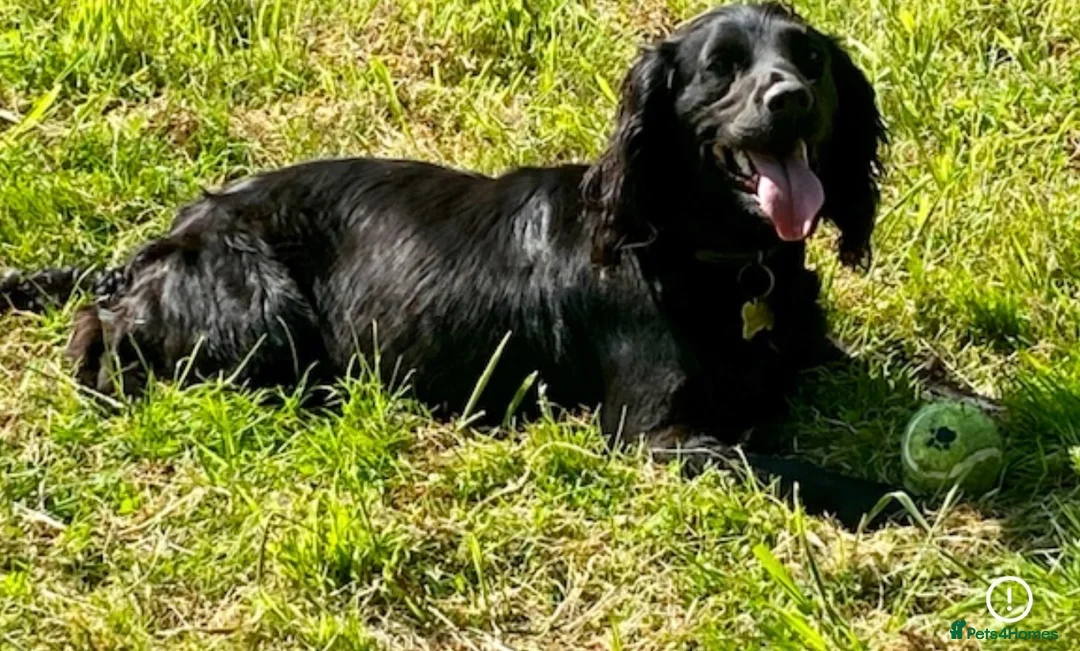 Cocker Spaniel dogs for sale: 5 year old female in Wigan - Advert 1