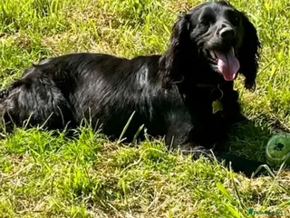 Cocker Spaniel dogs 5 year old female - Advert 6