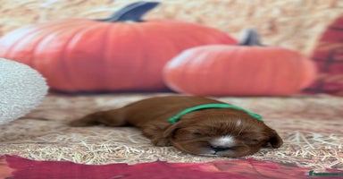 Cavalier King Charles Spaniel dogs - Advert 3
