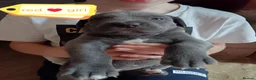 Cane Corso dogs for sale: 💎Cane Corso Puppies💎🥰 READY TO GO SOON ♥️  - Advert 14