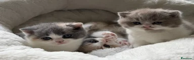 BSH tricolour kitten