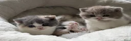 British Shorthair cats for sale: GCCF BSH Lilac Bilcolour chunky 🐱  - Advert 19